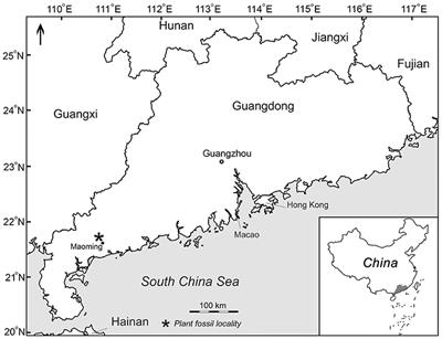 Mummified Seed Cones of Pinus prehwangshanensis sp. nov. (Subgenus Pinus, Pinaceae) From the Upper Pleistocene of Guangdong, South China: Taxonomical Significance and Implication for Phytogeography and Ecology